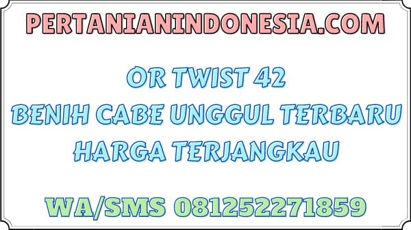 OR Twist 42 Benih Cabe Unggul Terbaru Harga Terjangkau